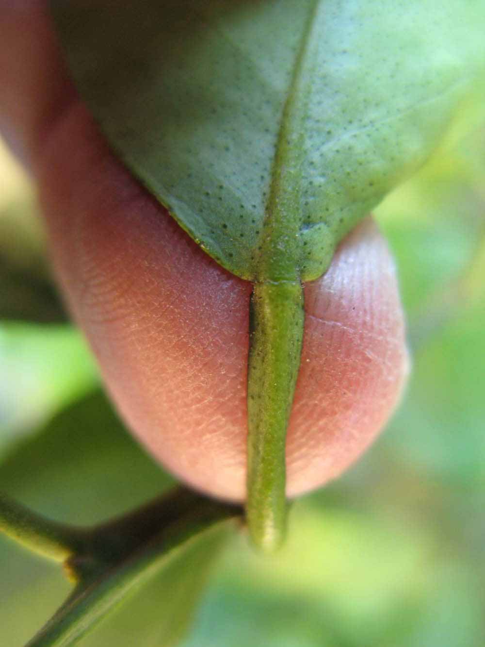              Petiole (Winter Haven, FL)       